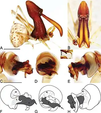 Description de l'image Eriauchenius pauliani (10.3897-zookeys.727.20222) Figure 18.jpg.
