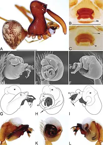 Description de l'image Eriauchenius sama (10.3897-zookeys.727.20222) Figure 21.jpg.
