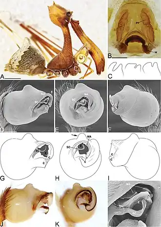 Description de l'image Eriauchenius workmani (10.3897-zookeys.727.20222) Figure 8.jpg.