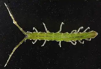 Erichsonella attenuata