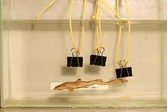 Description de l'image Eridacnis sinuans (Smith, 1957) 2432753795.jpg.