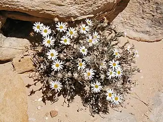 Description de l'image Erigeron maguirei.jpg.