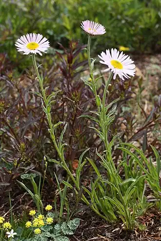 Description de l'image Erigeron peregrinus 5873.JPG.