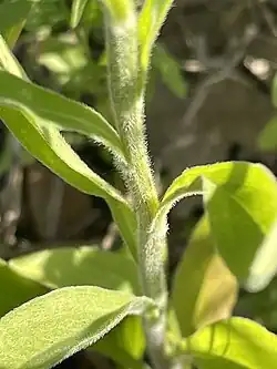 Tige et poils (ascendants).