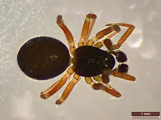 Description de l'image Erigonella hiemalis (40774893411).jpg.