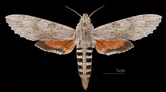 Erinnyis ello ♀ 	MHNT