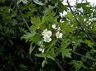 Description de l'image Eriolobus trilobatus - Flickr - peganum (3).jpg.