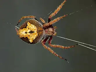 Description de l'image Eriophora pustulosa 52483071.jpg.