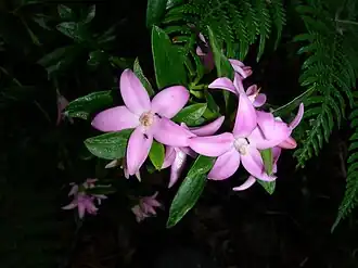 Description de l'image Eriostemon australiasius 4.jpg.