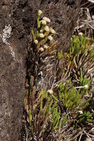 Eriotrix lycopodioides, une des plantes les plus rares de Bébour