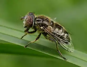 Description de l'image Eristalinus sepulchralis, Parc de Woluwé, Brussels (cropped).jpg.