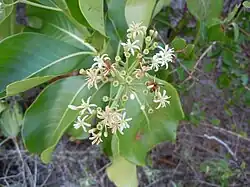 Inflorescence en cymes trichotomes.