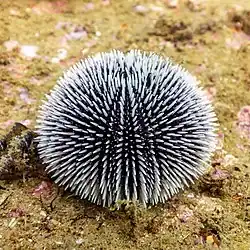 Autre Sphaerechinus granularis dans le parc naturel de l'Arrábida.