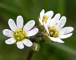 Macrophotographie de fleurs.