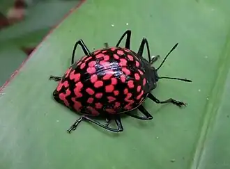 Description de cette image, également commentée ci-après