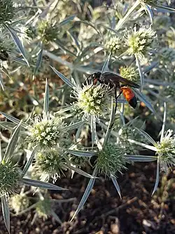 Sphex funerarius sur Panicaut champêtre, (Vienne, Autriche)