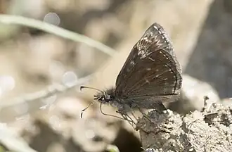 Description de cette image, également commentée ci-après