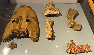 Fossile d'Eryops megacephalus.