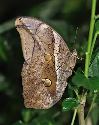 Description de l'image Eryphanis automedon qtl1.jpg.