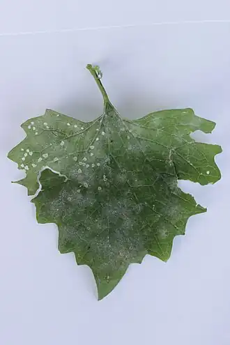 Description de cette image, également commentée ci-après