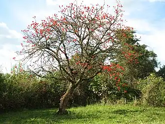 Description de l'image Erythrina abyssinica Tree.jpg.
