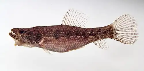 Hoplias malabaricus (juvénile).