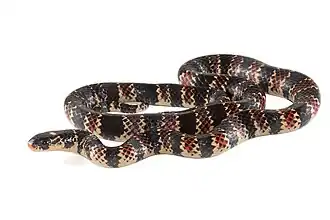 Description de l'image Erythrolamprus guentheri principal.jpg.