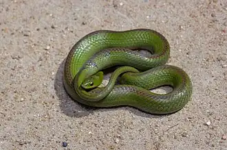 Description de l'image Erythrolamprus jaegeri 333811518.jpg.