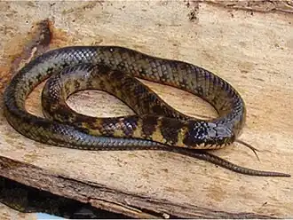 Description de l'image Erythrolamprus taeniogaster (10.3897-zookeys.787.26946) Figure 4 (cropped).jpg.