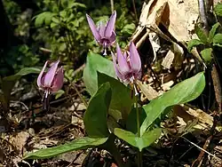 Photo couleur d'une plante herbacée aux fleurs violettes.