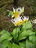 Erythronium taylorii