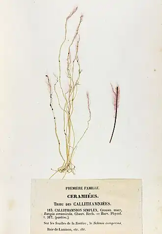 Description de l'image Erythrotrichia carnea Crouan.jpg.