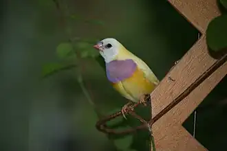 Tête rouge (ressort gris), poitrine violette, dos jaune.
