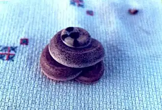 Description de l'image Eryx johnii.jpg.