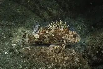 Description de l'image Escórpora (Scorpaena notata), Monte da Guia, isla de Fayal, Azores, Portugal, 2020-07-26, DD 03.jpg.