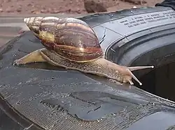Escargot sur un pneu en zone urbaine (Kamsar)