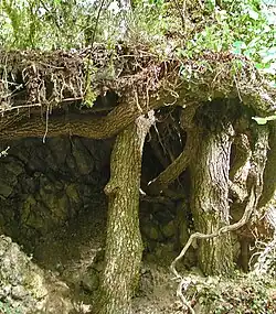 Cabane de charbonnier sur le Fil.