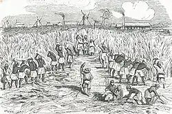 Esclaves coupant la canne dans une plantation, gravure publiée en 1842, médiathèque de Pointe-à-Pitre.