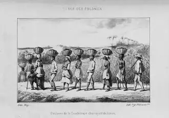 Esclaves de la Guadeloupe transportant du fumier.