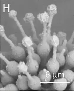 Phialides d'Escovopsis clavatus.