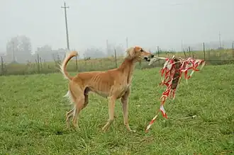 Un Saluki et le leurre.
