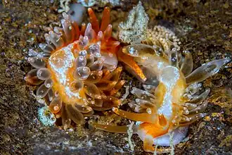 Espèce du complexe Anteaeolidiella indica