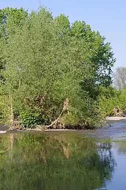 Espace Liberté - Confluent de l'Ill et de la Doller.