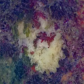 Description de l'image Esponja (Borojevia cerebrum), Parque natural de la Arrábida, Portugal, 2023-07-27, DD 47.jpg.