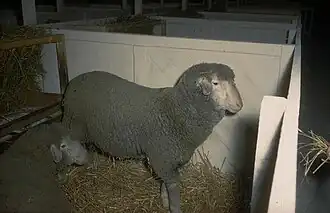 Est à laine mérinos