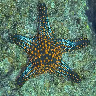 Description de l'image Estrella cojín (Pentaceraster cumingi), La Paz, Baja California, México, 2024-12-20, DD 46.jpg.