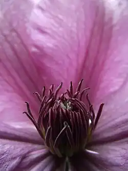 Étamines de clématite