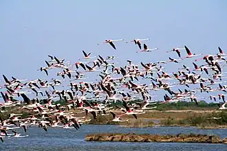 Vol de flamants roses dans l'étang de Pissevaches.