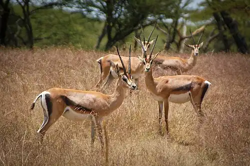 Gazelle de Grant(Nanger granti),Savane d'Afrique de l'Est.