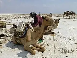 Chargement du sel sur un dromadaire.